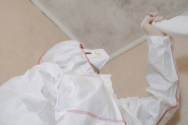 Best Best Mold Removal Companies  in Page, AZ