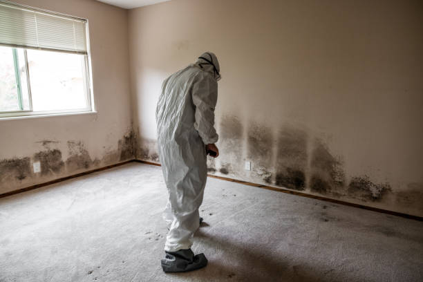Best Residential Mold Removal  in Page, AZ