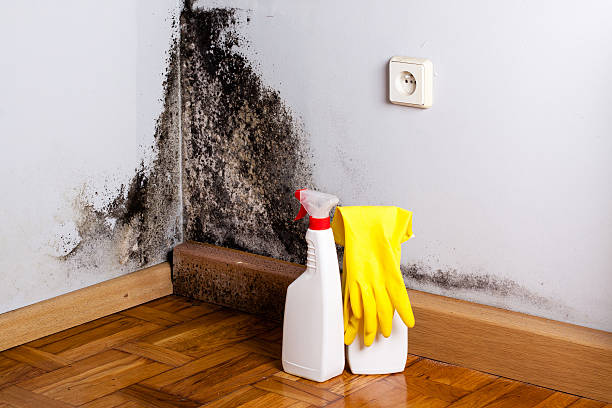 Best Mold Damage Repair  in Page, AZ