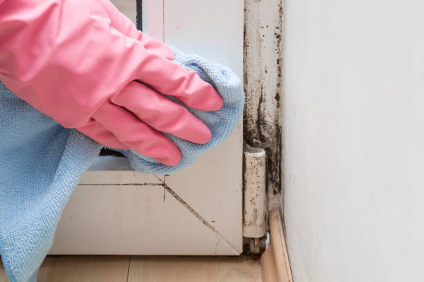 Mold Removal and Inspection in Page, AZ